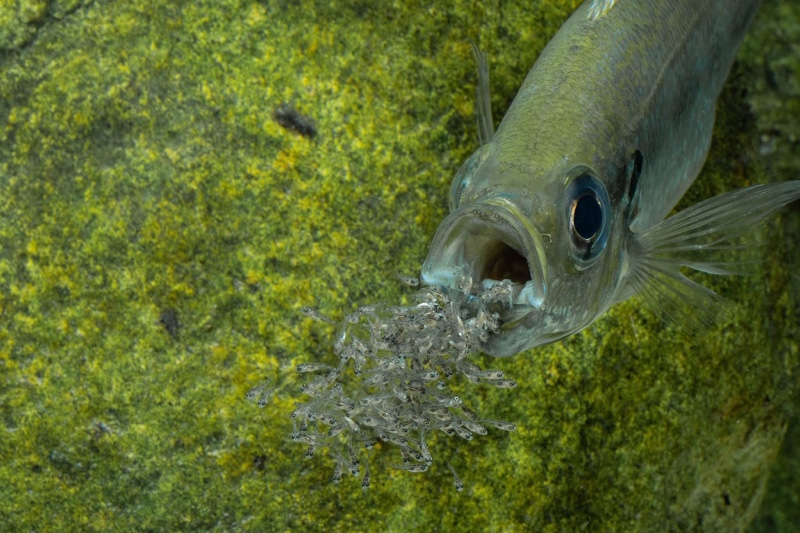 Haplotaxodon microlepis 'Cape Kabogo'